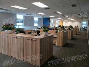 成都办公室植物租摆设计方案与注意事项