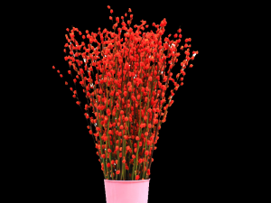 成都植物租摆公司提醒您年宵“七彩银柳”其实并非自然？