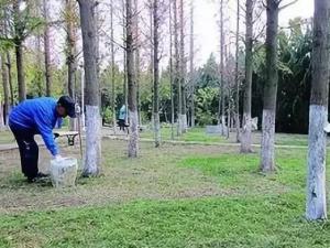 成都园林绿化养护中园林植物的养护管理措施