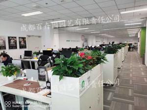 绿植租赁公司是如何养护植物的？