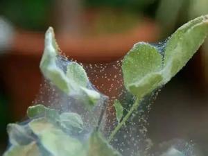 成都绿植租赁:红蜘蛛对办公室绿植的危害？