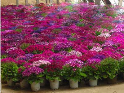 成都草花租摆（瓜叶菊）