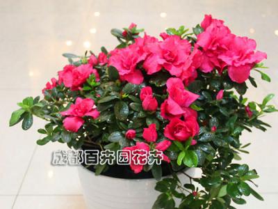  成都花卉租赁-小型盆栽花卉杜鹃