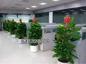 某公司办公室植物租摆案例及设计方案效果图