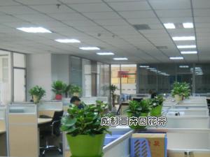 某公司办公室植物租赁案例