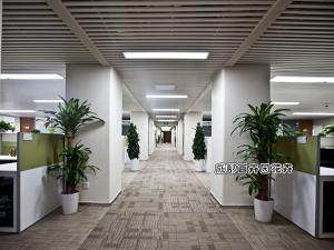 某公司办公室植物租赁案例设计方案