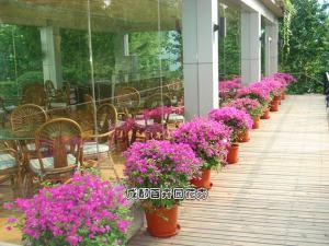 茶楼花卉租赁租摆案例