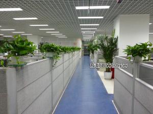 某银行股份公司植物租摆案例