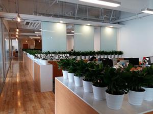公司办公室公共区域花卉租摆案例