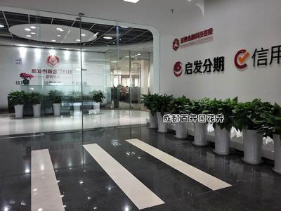 某企业集团成都办公室植物租赁案例