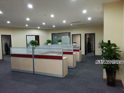 某公司办公区成都植物租摆设计方案及摆放案例效果图