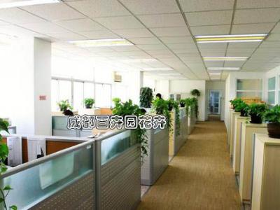 四川某科技信息公司办公室植物租赁案例