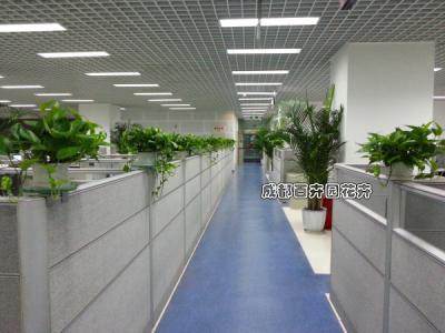 某银行股份公司植物租摆案例