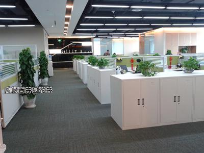 四川某公司办公室植物租赁方案及租摆案例