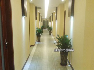 某公司成都植物租赁方案及租摆案例 