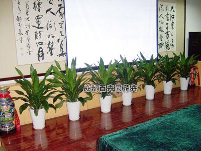 会所成都办公室植物租赁案例