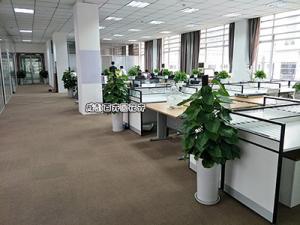 网络科技公司成都办公室植物租摆案例及摆放方案