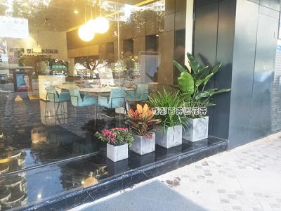 美国产品成都专卖店花卉绿植组合案例