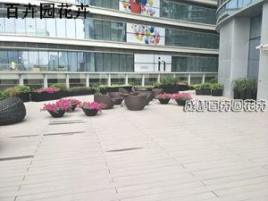 成都某酒楼休息区花卉租摆案例