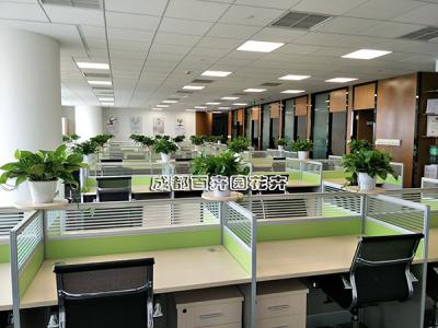 公司办公区域植物租摆案例