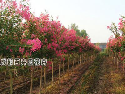 庭院花园花境植物-紫薇 