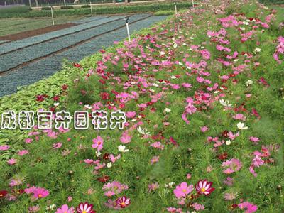 成都绿化花卉销售（波斯菊）