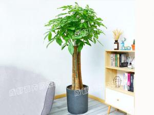 成都室内植物租摆(发财树) 