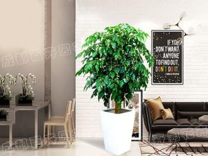 成都室内花卉租赁(绿宝树) 