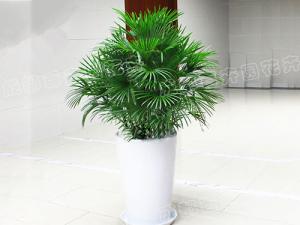 成都植物租摆-大型盆栽植物金山棕