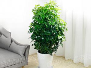  成都植物租赁-大型盆栽植物鸭脚木