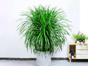 成都室内花卉租赁(龙血树) 