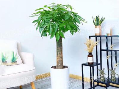 成都室内绿植租摆(发财树) 