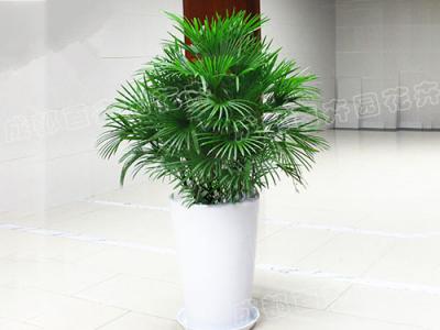  成都植物租摆-大型盆栽植物金山棕