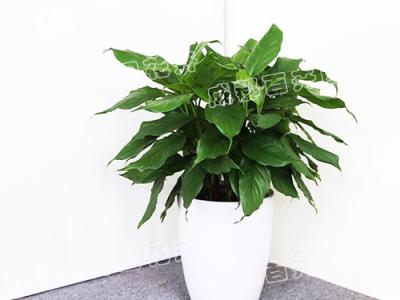  成都植物租摆-大型盆栽植物万年青