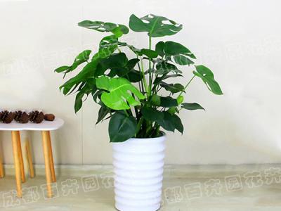 成都办公室租摆绿植(龟背竹)