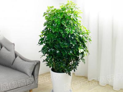  成都植物租赁-大型盆栽植物鸭脚木