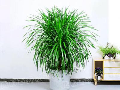 成都室内花卉租赁(龙血树) 