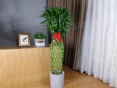  成都植物租摆-大型盆栽植物富贵竹