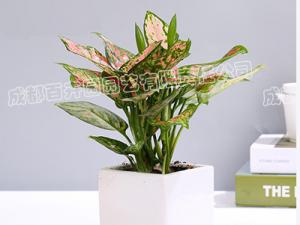  成都绿植租摆,小型盆栽绿植如意皇后