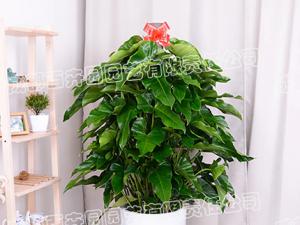 成都植物租赁-大型盆栽植物绿宝石