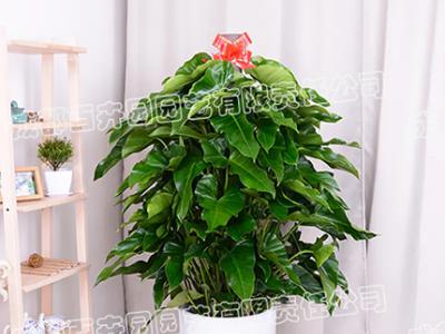  成都植物租赁-大型盆栽植物绿宝石