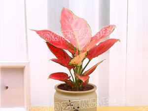  成都绿植租摆-小型盆栽绿植吉利红