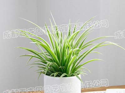 成都室内植物出租(吊兰) 