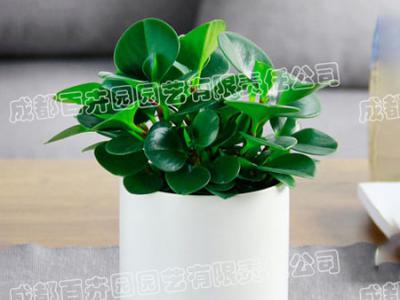  成都绿植租赁-小型盆栽绿植豆瓣绿