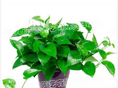  成都绿植租赁-小型盆栽绿植绿萝