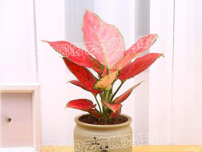  成都绿植租摆-小型盆栽绿植吉利红