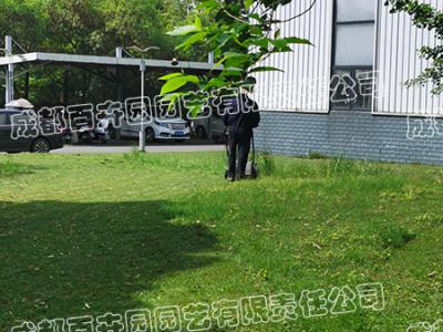 成都某工厂草坪修剪养护案例