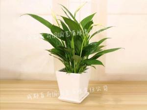  成都花卉租赁-小型盆栽白掌花