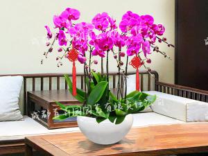 成都室内租摆花卉(蝴蝶兰) 