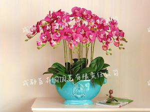 成都办公室租花(蝴蝶兰) 